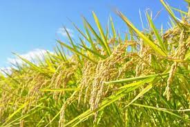 健康に良い米ぬかの歴史や効果、効能について。