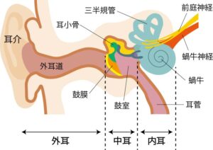 耳の温活、気象病の原因は内耳の血行不良？